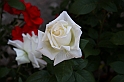 Festa delle rose_35